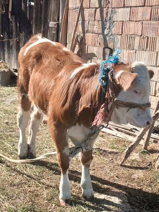 Vând vițeauă de 3 luni.
