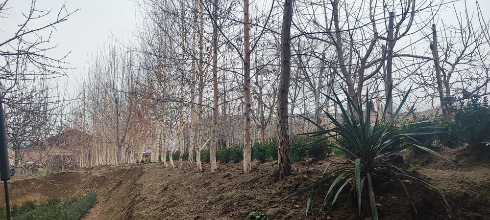 Oq terak     BERIYOZA