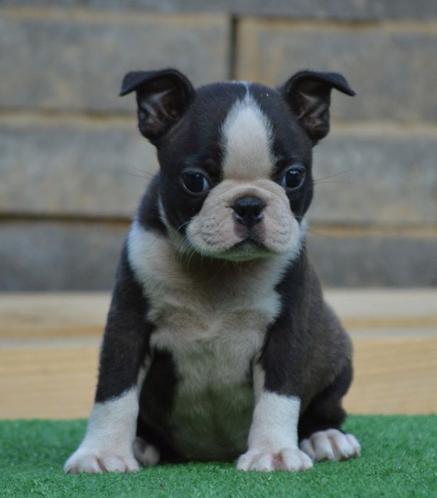 Boston terrier femela