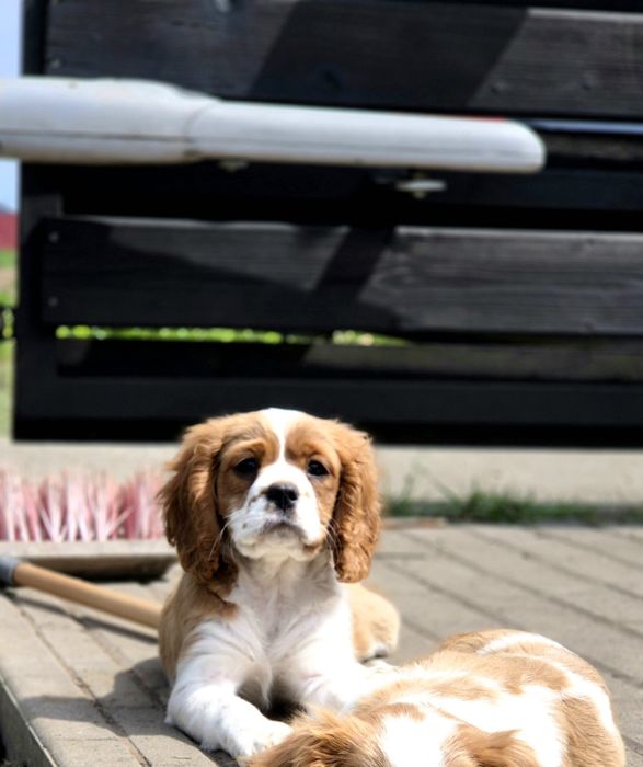 Cavalier king charles spaniel