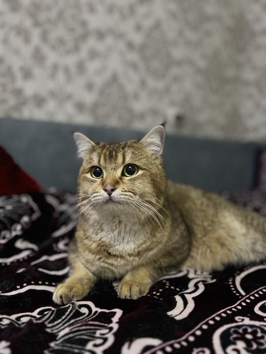 Kuyovlikka nomzod zolotoya shinshila ogil bola