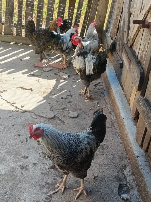 Cocoșei de vanzare