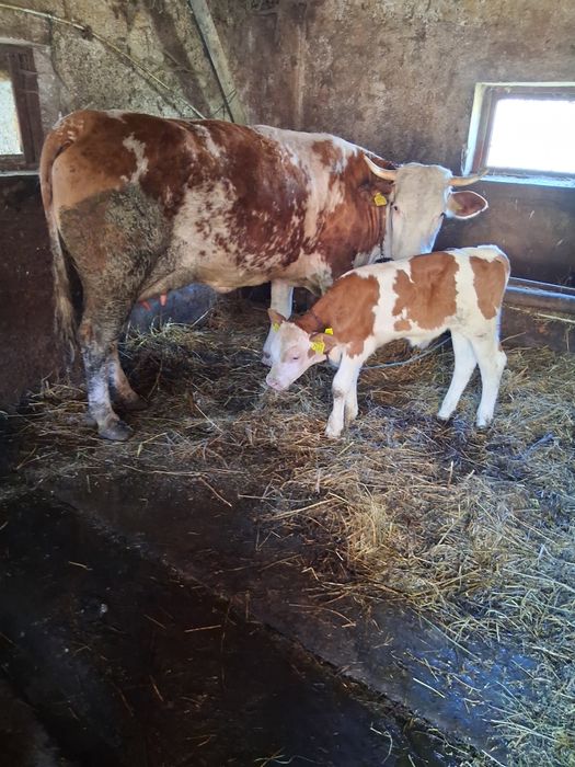 Vând vaca cu vițel de doua săptămâni