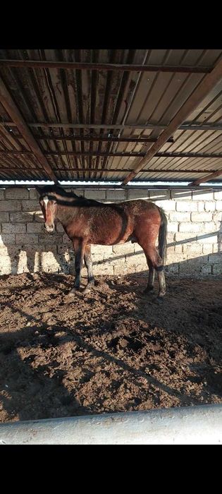 Таза қанды жылқы сатылады