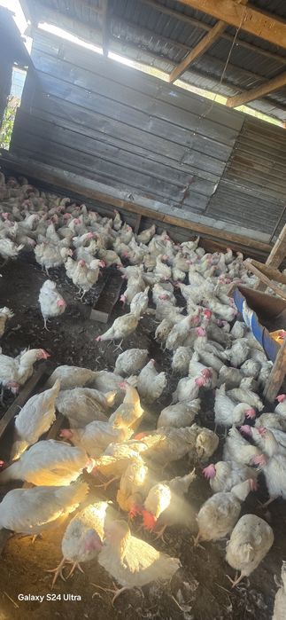 Куры несушки Легерн и Кораллы