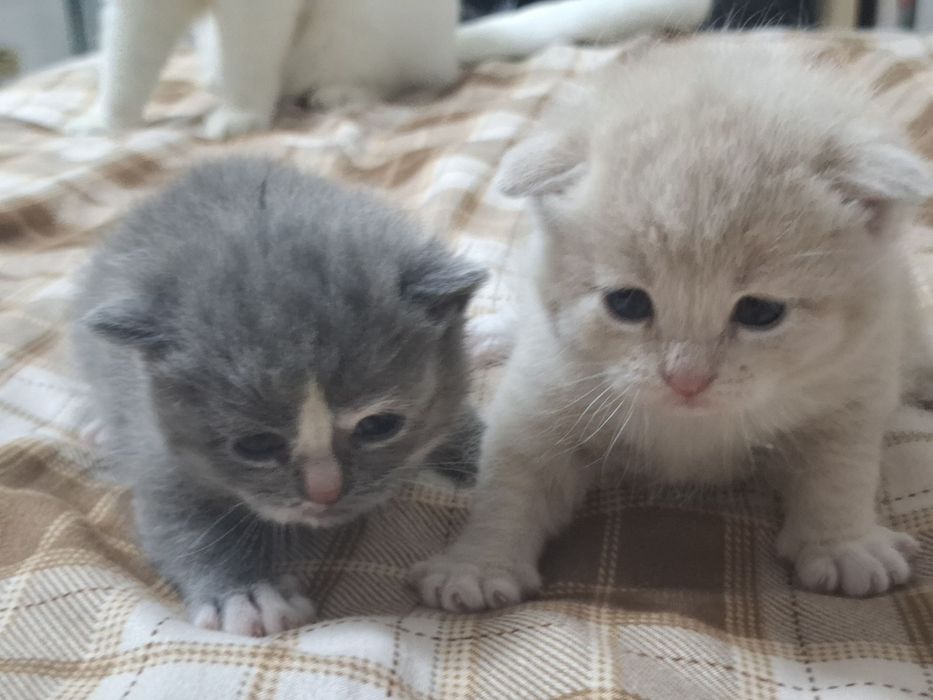 Продам 2 породистых новорождённых котёнков.