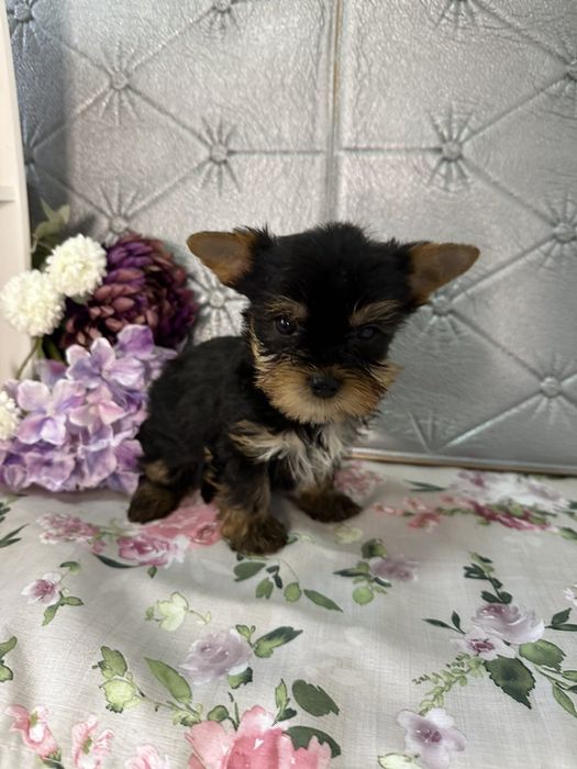 Йоркширски териер