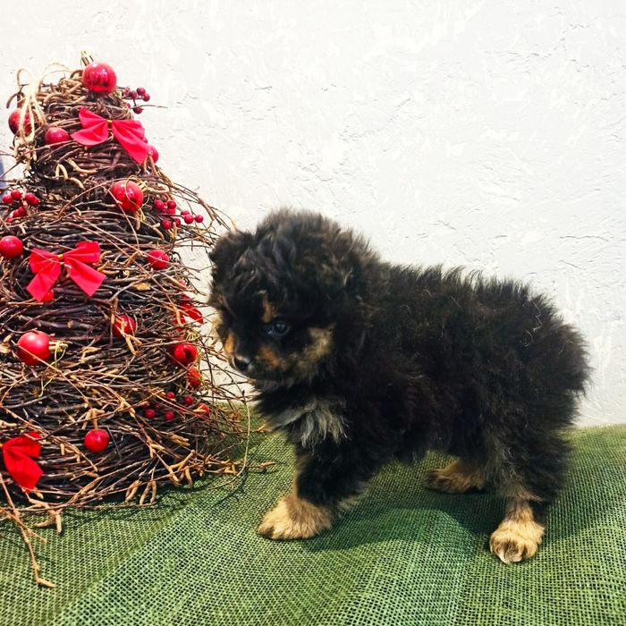 Продам щенка шпиц