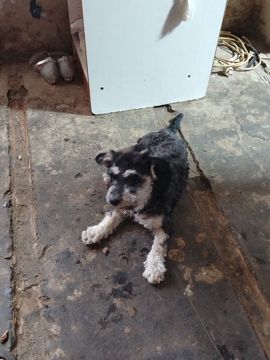 Ofer sper vânzare sau adopție cățelușa bichon havanez