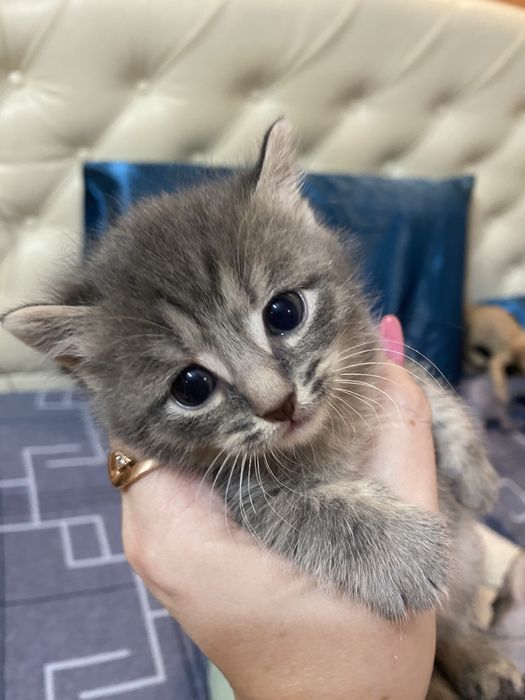 Продам котика в добрые руки