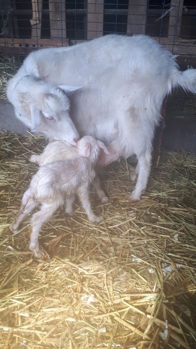 Продам козу с козлятами.
