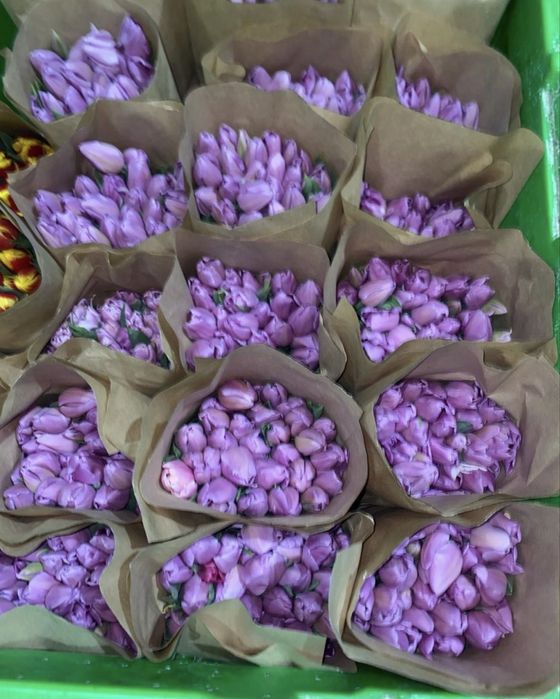 Крупные голландские тюльпаны