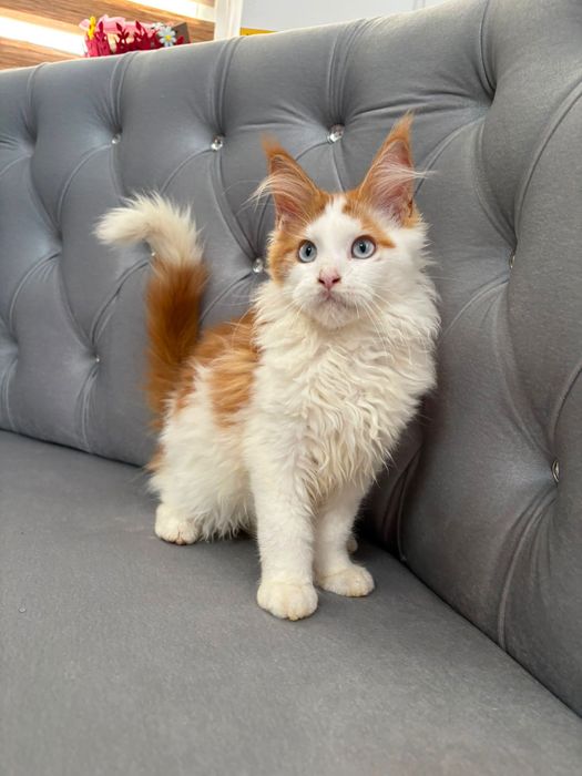 Pisicuta maine coon
