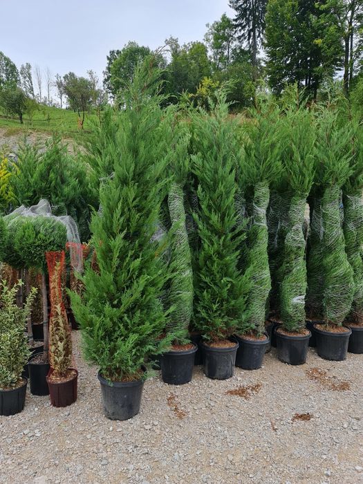 Leylandi cupressus, Livrare gratuita oriunde în Țară