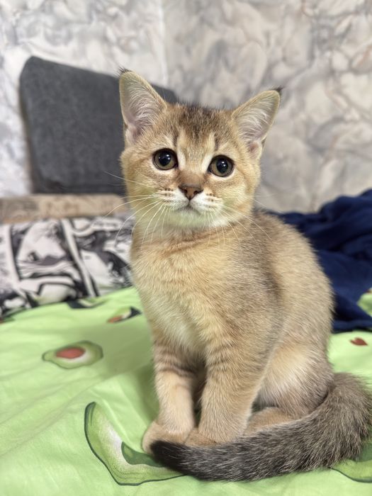 Котенок скотиш страйт