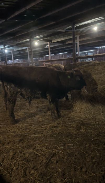 Бычки на откорме 10 голов