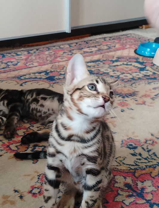 Бенгальские котята