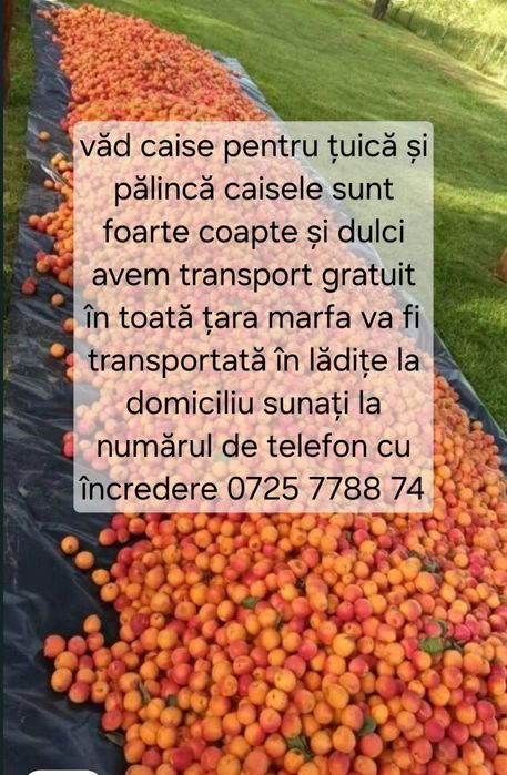 Vând caise de țuică și de palincă