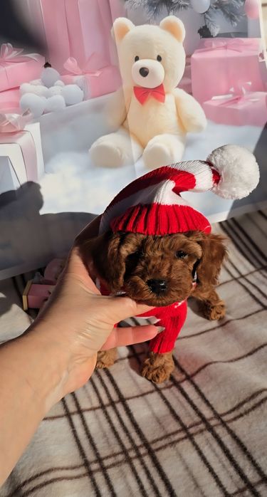 !РЕЗЕРВИРАНО!Пудел мини с родословие - 5 поколения назад