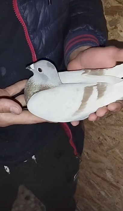 Vând porumbei voiajori