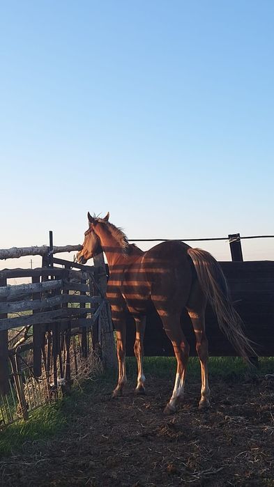 Қостанай байтал сатлады