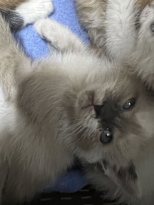 Отдадим котят 5 мальчиков 1 девочька