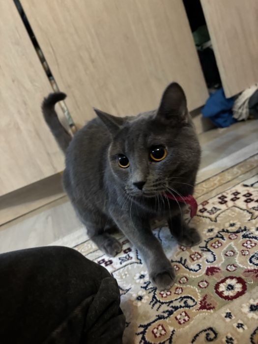 Кошка британка в Темиртау