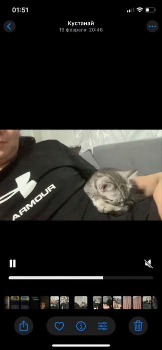 Отдам котенка 2 месяца