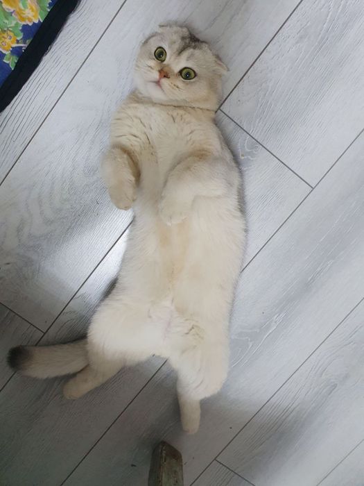 Vyaskaga ns11 serebro fold shinshilla