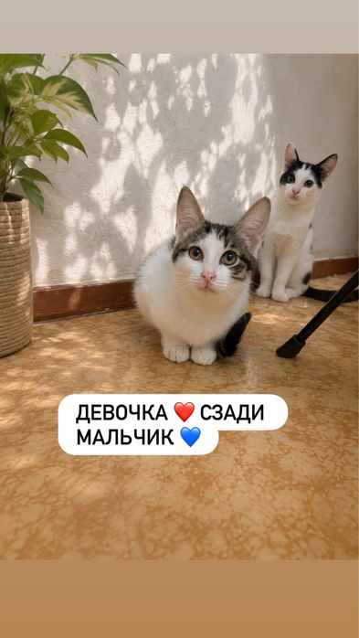 Котята в добрые руки