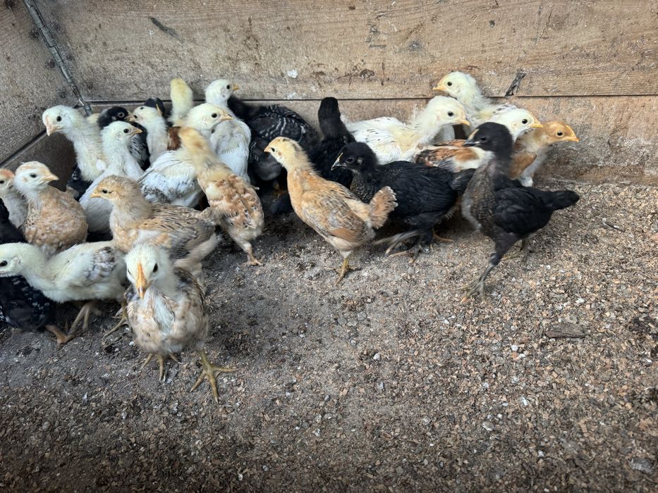 Pui de casa de vanzare