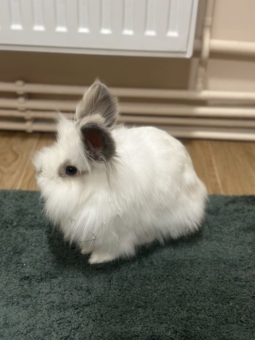 Vand Iepure pitic cap de leu