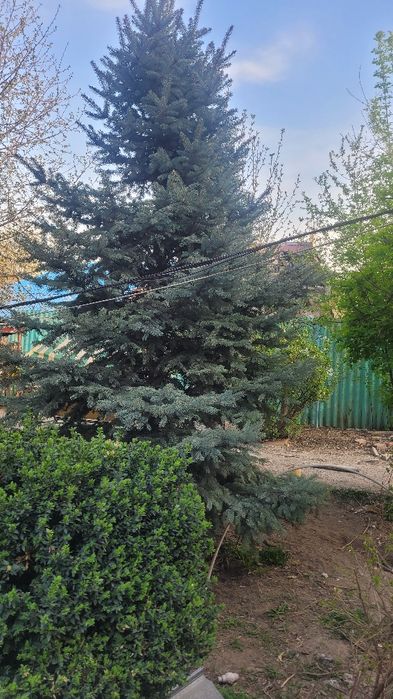 Продам голубую ель