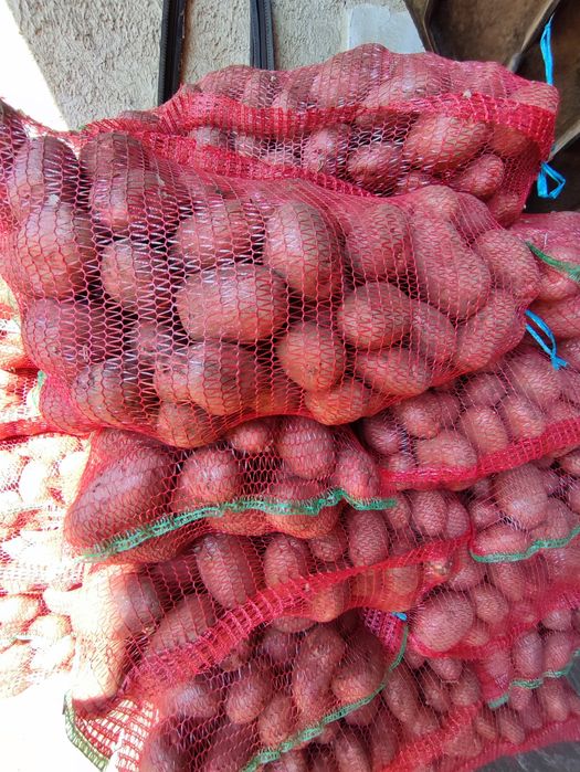 Cartofi de consum alb  Captiva, si rosu sunred egalizat