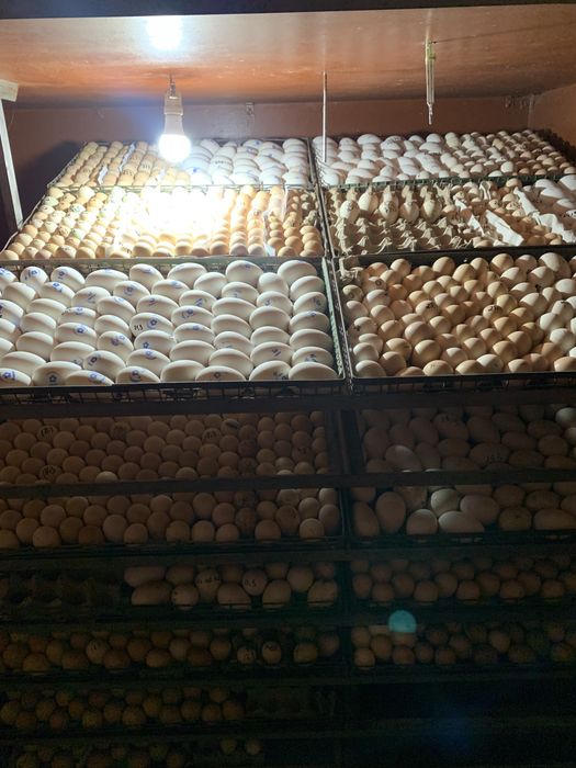 Инкубатор jo'ja ochish inkubator tuxum ochish