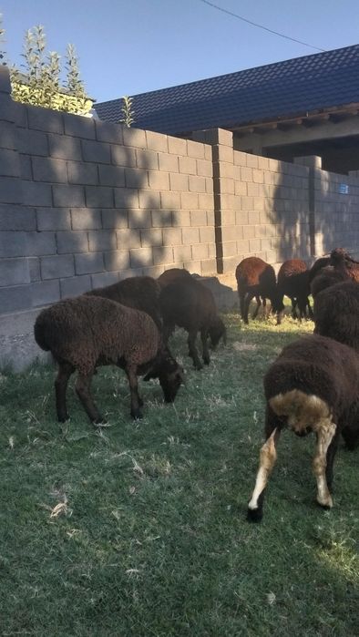 Козы кошкар сатлады