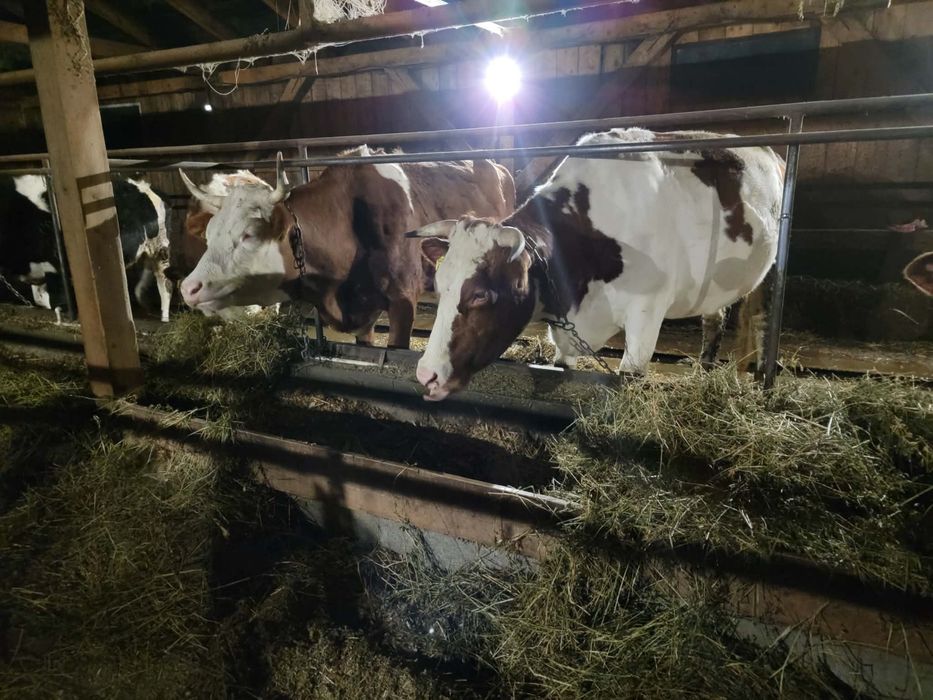 De vanzare vaci de lapte zece capete