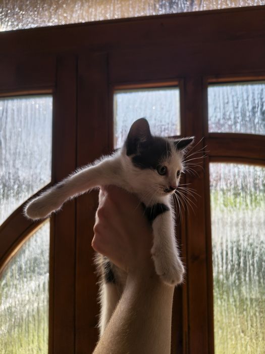 Donez pui de pisică