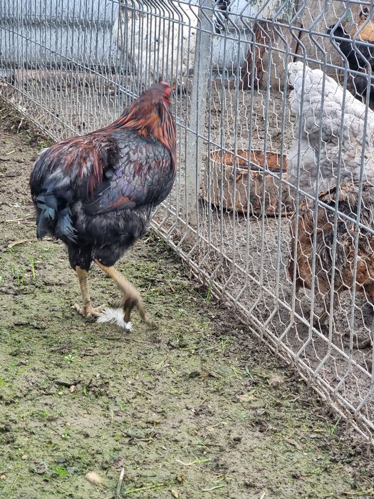 Cocos Araucana potarnichiu 9 luni