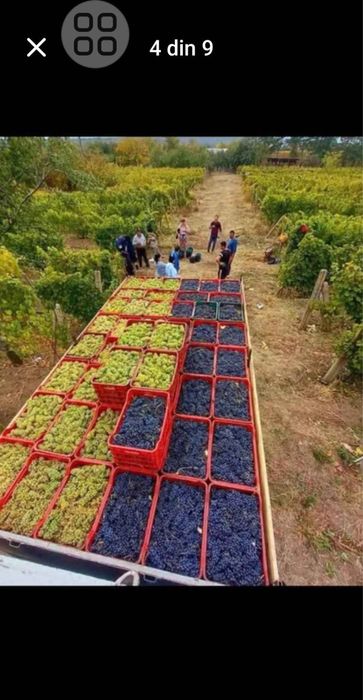 Struguri pentru vin!