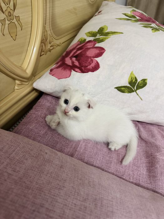 Шотландский вислоухий котёнок