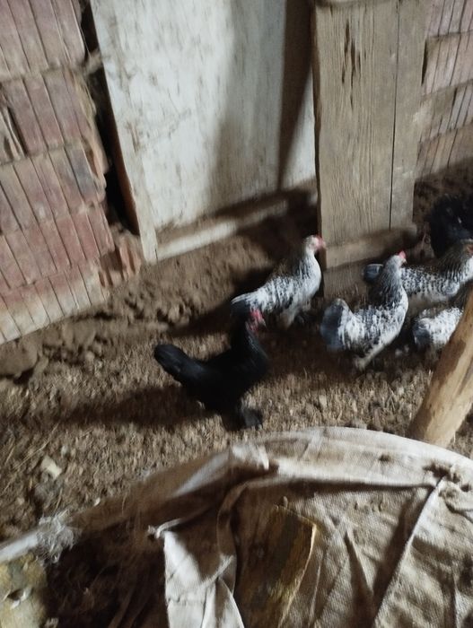 Vând ouă gainușe liliputi mii de flori