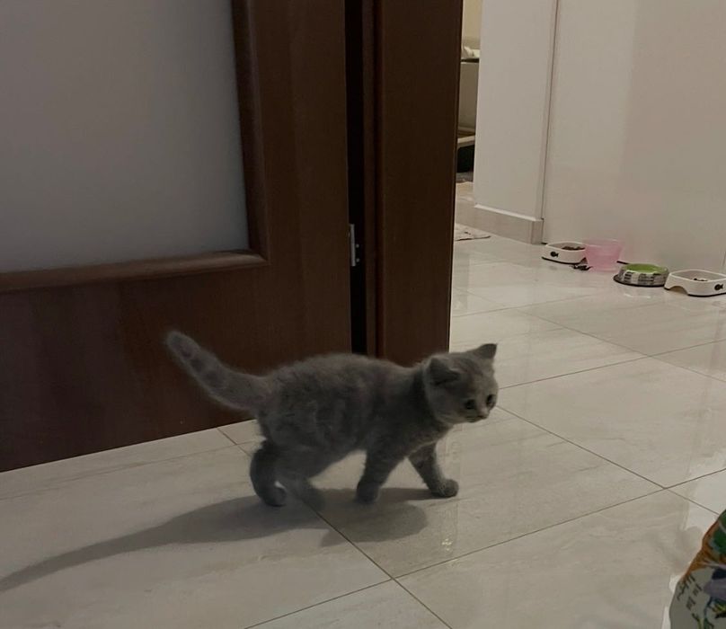 Мъжко коте, сив британец