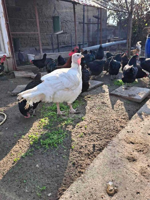 Продавам мисирка