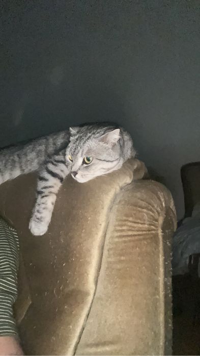 Отдам кота в хорошие руки