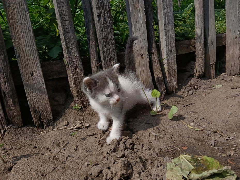 Очаровательные котята в добрые руки.