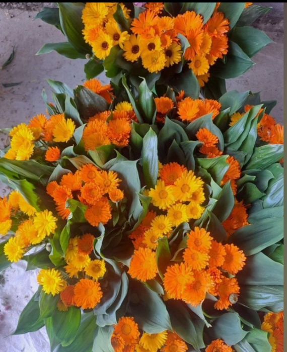 Олий навли гул уруглари сотилади