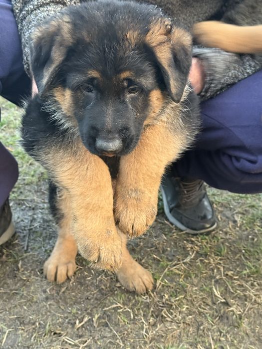 Vand pui Ciobanesc German