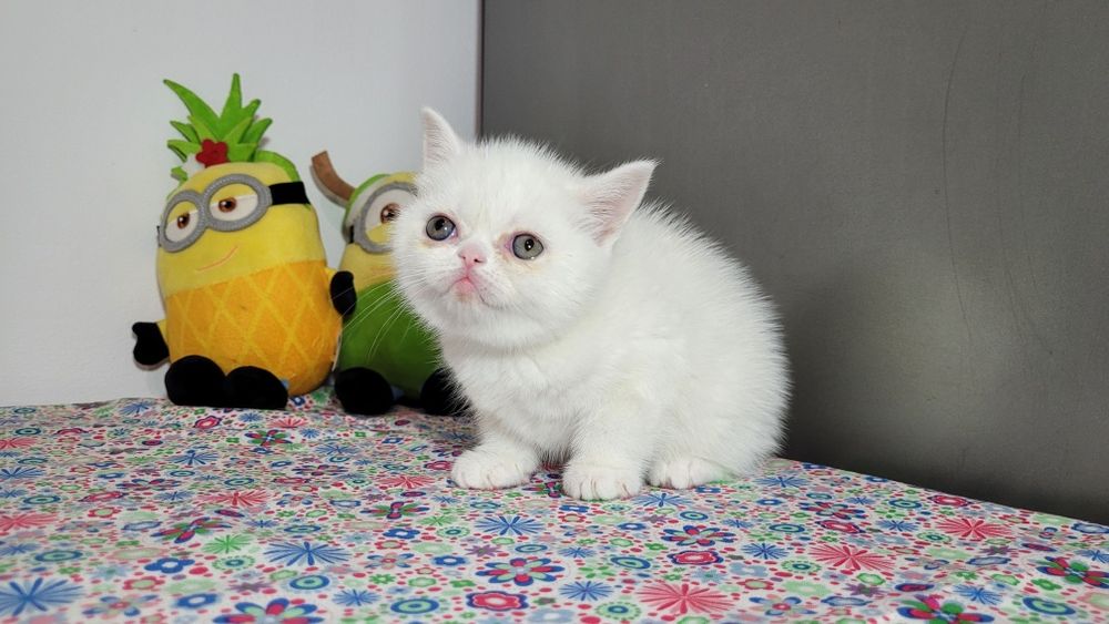 British shorthair  alb băiețel.