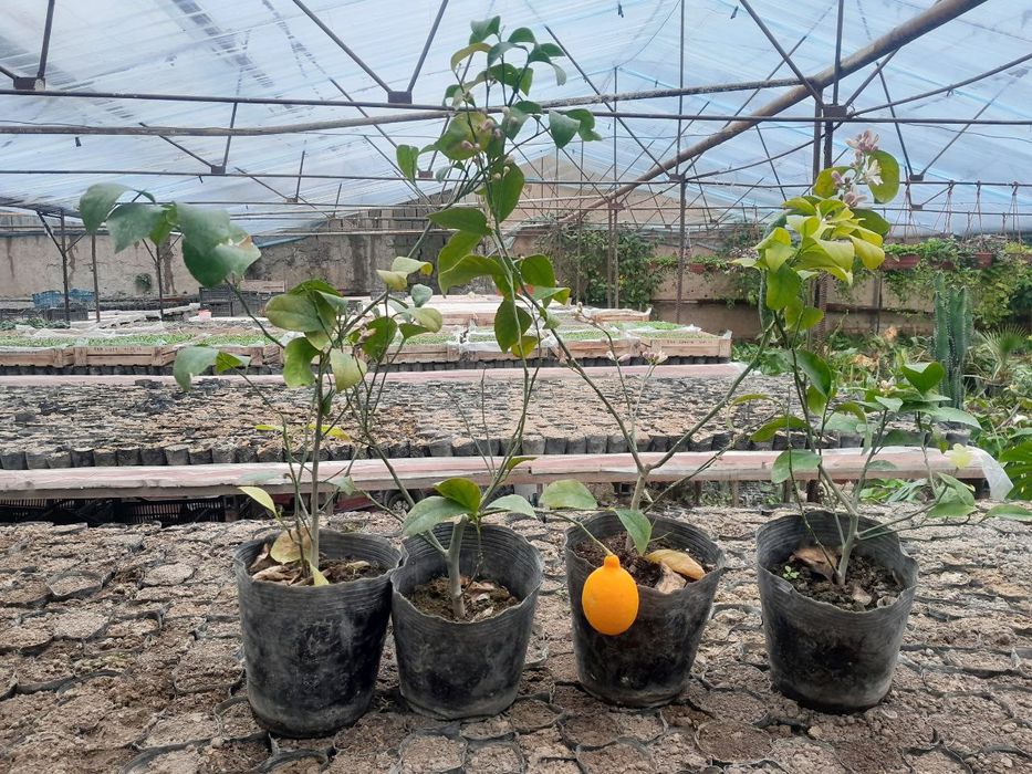 Лимон кучатлари сотилади